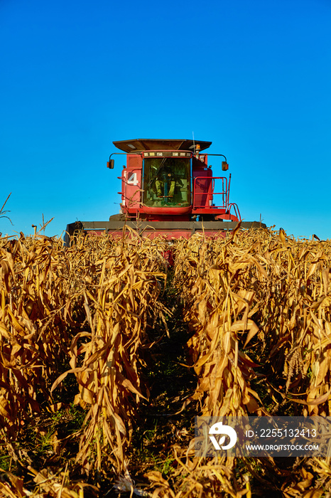 The harvesting of corn fields with combine