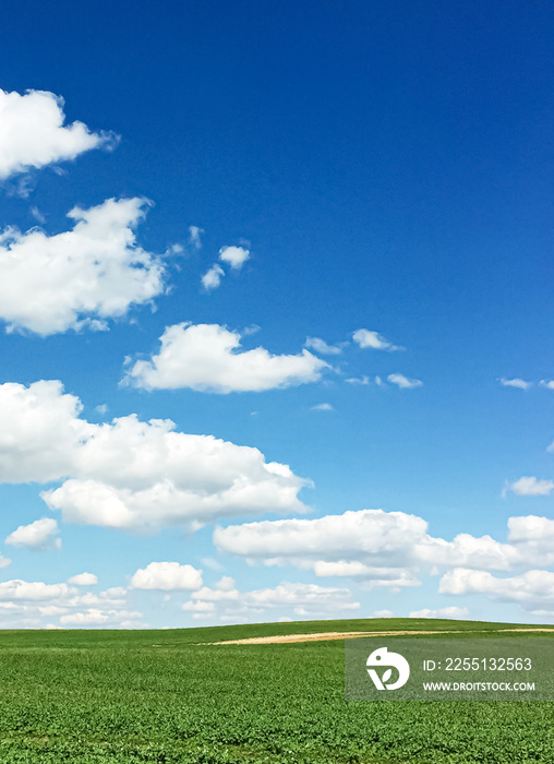 Green field and blue sky with clouds, beautiful meadow as nature and environmental background.