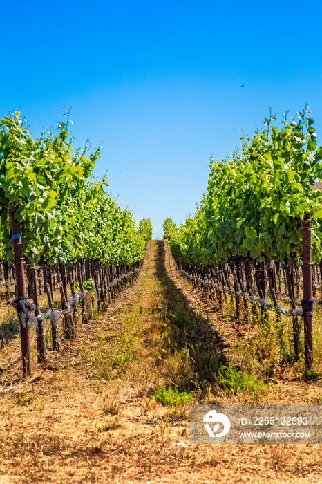 Rows of vines in a Northern California vineyard in Napa Valley.