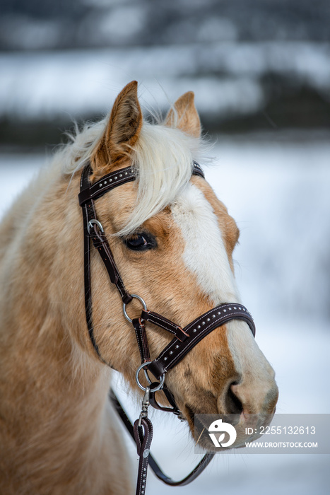 Horse wearing a hackamore