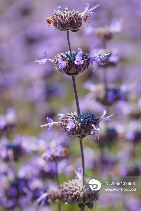 Cleveland Sage, Salvia clevelandii, beautiful, highly aromatic species of sage, native to the California, close-up