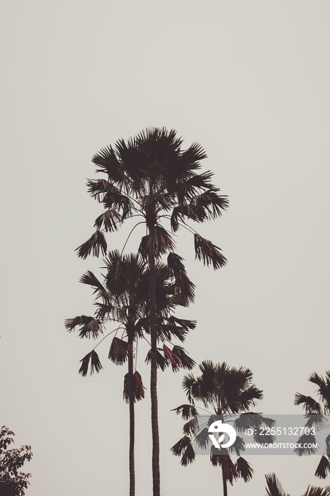 palm tree silhouette