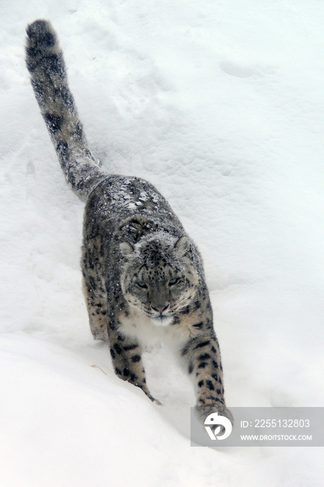 snow leopard in the snow