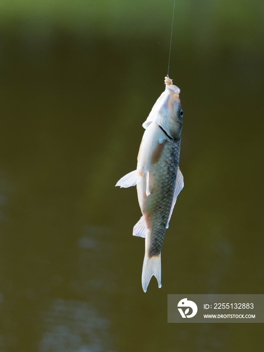 carp, crucian fish on a hook during fishing in Polish lake