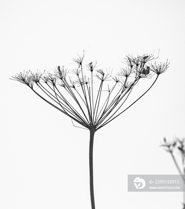 Dry branches of hogweed, on a white background.