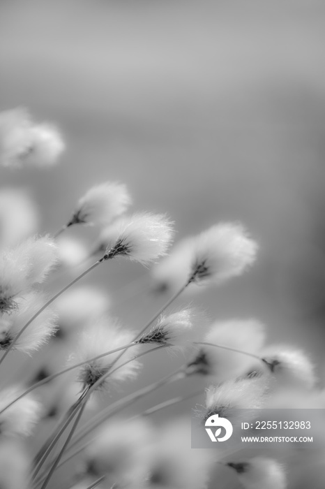 Cotton Grass