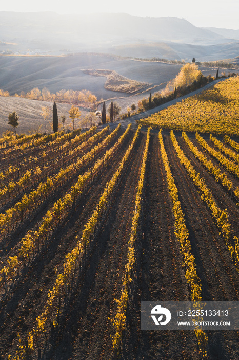 Autumn view of italian vineyards in golden orange colors at sunset. Drone aerial photo. Famous Tuscany hills in San Quirico D’Orcia, Italy. Winery agriculture in Europe.