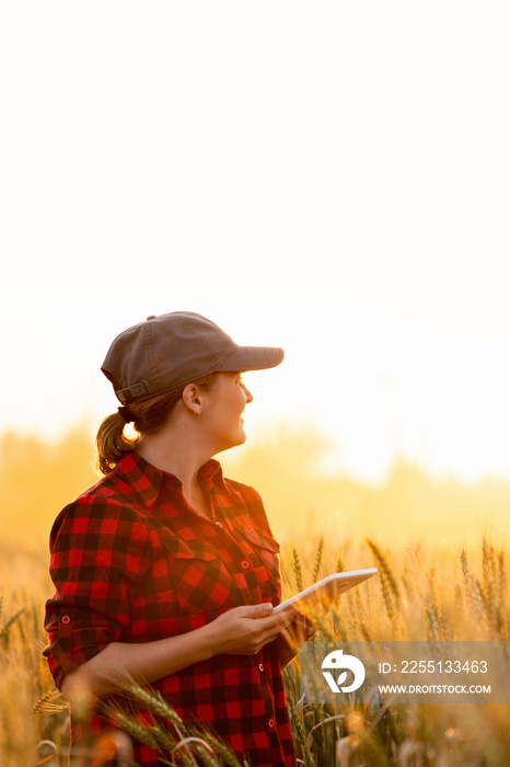 A woman farmer examines the field of cereals and sends data to the cloud from the tablet. Smart farming and digital agriculture.