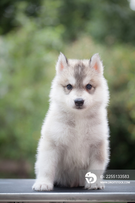 little Siberian Husky puppy