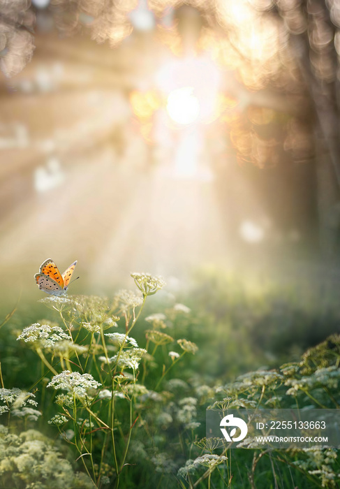 Beautiful natural atmospheric image of spring or summer morning forest with sunbeams breaking through and butterfly in wild grass. Magic and mystery of wild nature and environment.