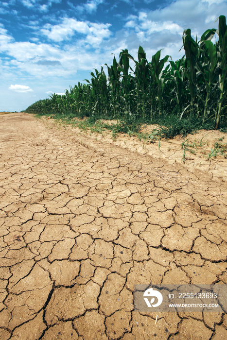 Corn crop growing in drought conditions