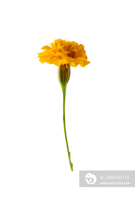 Beautiful Marigold flower isolated on white background, flower mockup