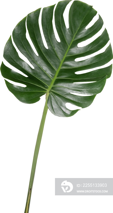 Monstera leaf cutout on transparent background.