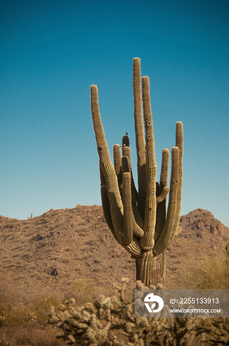 Saguaro Cactus in White Tank Mountain Park