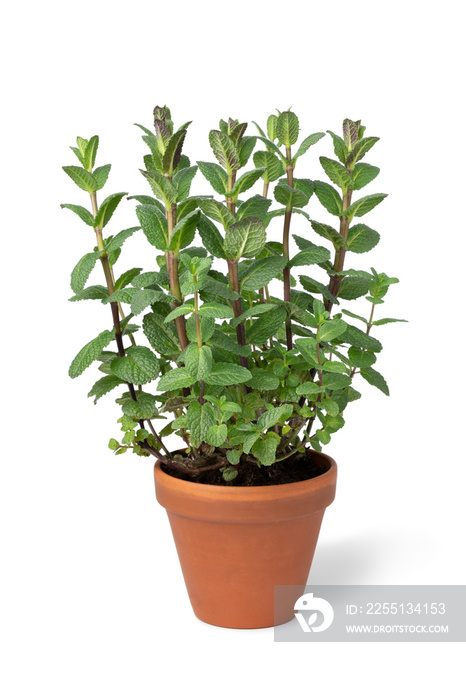 Ceramic brown pot with fresh green mint on white background