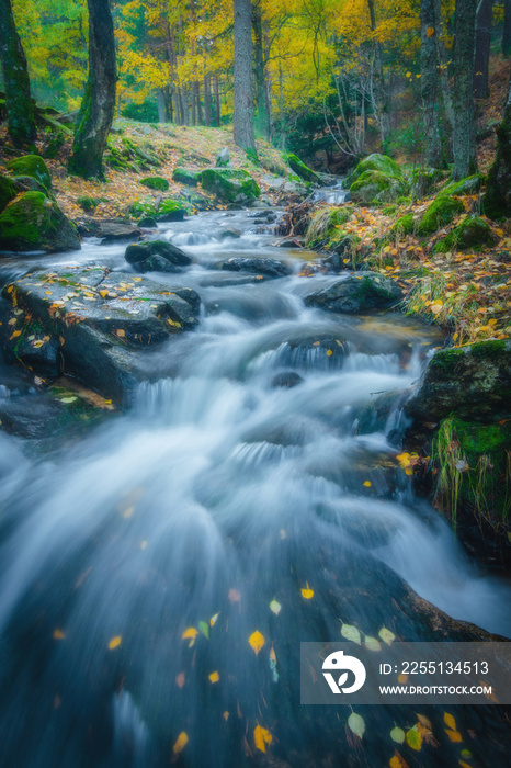 River waterfall landscape in autumn forest with orange and yellowish leaves of the trees at Guadarrama national park, Lozoya river, Spain