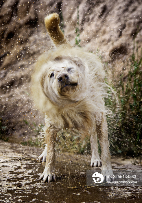 Dog shaking water