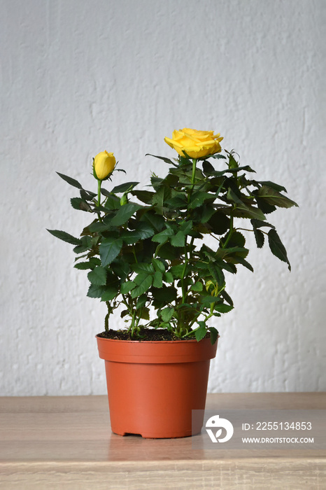 Miniature rose plant in pot