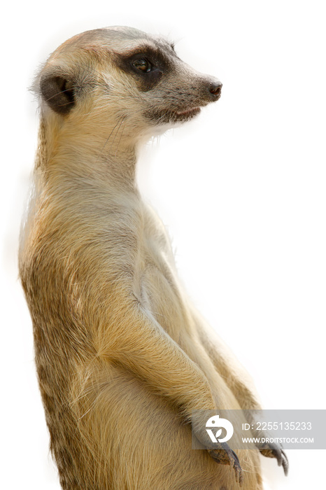 Meerkat isolated on white background