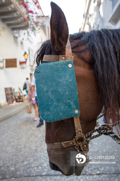 Closeup of Horse’s head with blinder