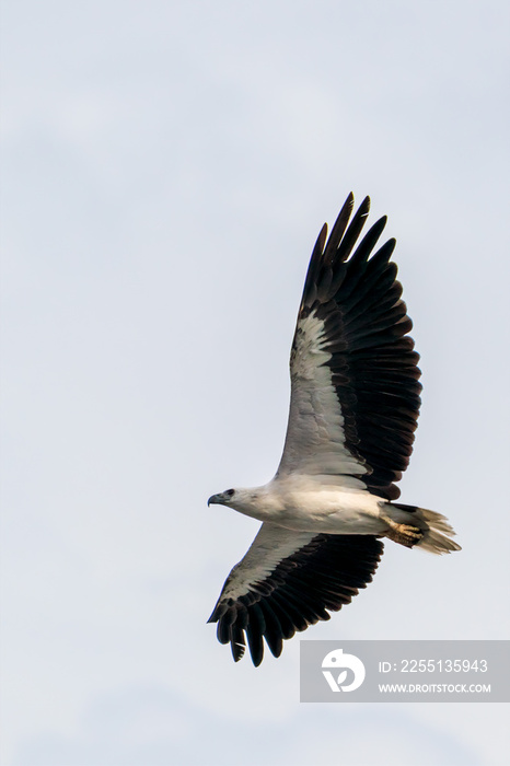 White-bellied sea eagle flying in the air.