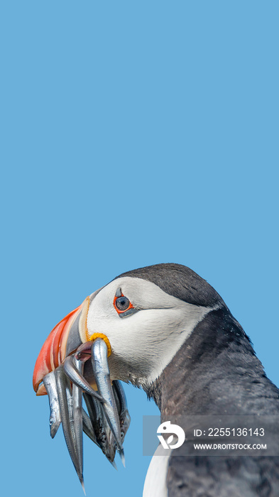 Cover page with seabird North Atlantic puffin holding herring fish in its beak at Faroe island Mykines, at blue sky solid background with copy space. Concept of biodiversity and wildlife conservation