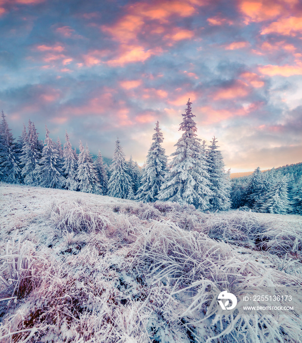 Picturesque winter sunrise in Carpathian mountains with snow covered trees and grass. Colorful outdoor scene, Happy New Year celebration concept. Artistic style post processed photo.