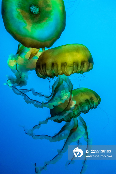 A colorful jellyfish invertebrate animal floating underwater in a blue background