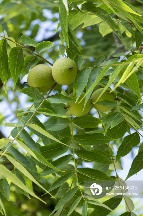 Juglans nigra green unripened nuts on branches