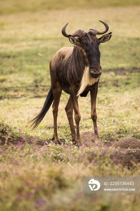 Single wildebeast during safari in National Park of Serengeti, Tanzania. Wild nature of Africa.