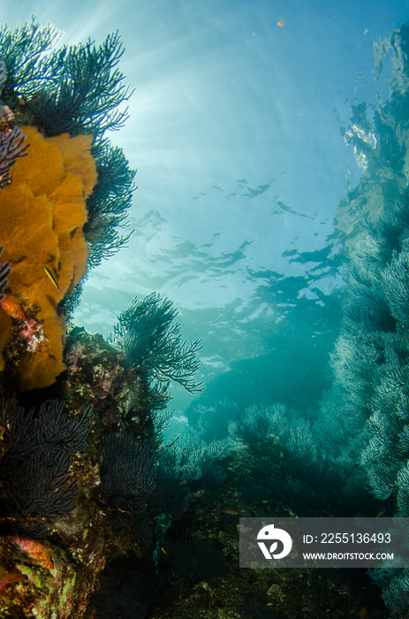 Coral reef scenics of the Sea of Cortez, Baja California Sur, Mexico.