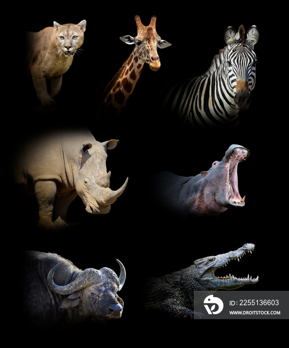 Set of seven wildlife animal on black background