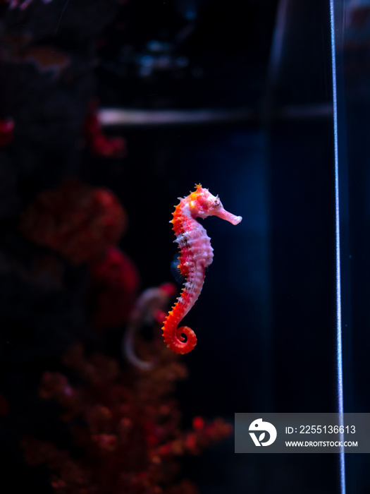 Sea horse in aquarium. These seahorses live in the warm seas around Indonesia, Philippines and Malaysia.