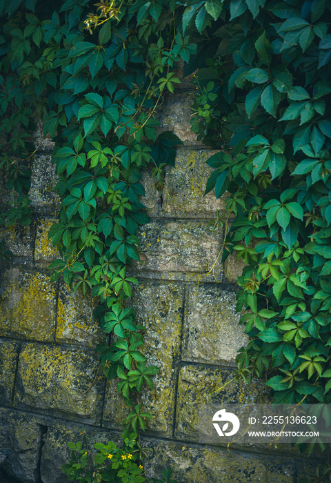 Hanging vines of creeper plant in front of aged stones wall create surreal abstract background