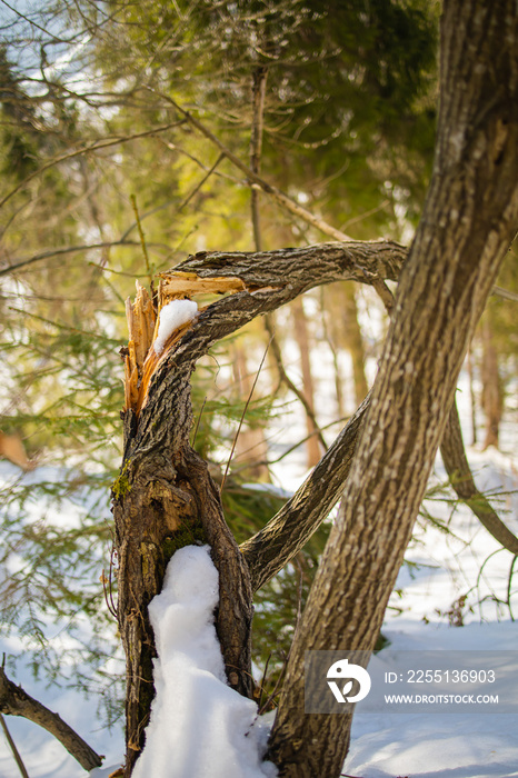 Trunk of a broken young fir tree on the sidewalk covered by the snow in the city