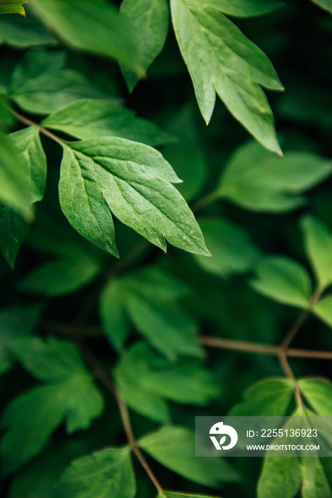 The leaves of the tree peony bush. Green summer foliage, natural background