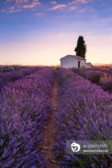 Lavender fields in Plateau de Valensole with a stone house in Summer. Alpes de Haute Provence, PACA Region, France