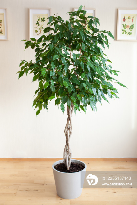 ficus benjamina large green houseplant with long braided stem