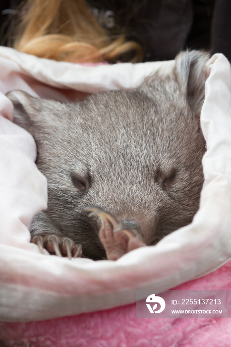 baby common wombat in a cloth pouch in an Australian wildlife santuary