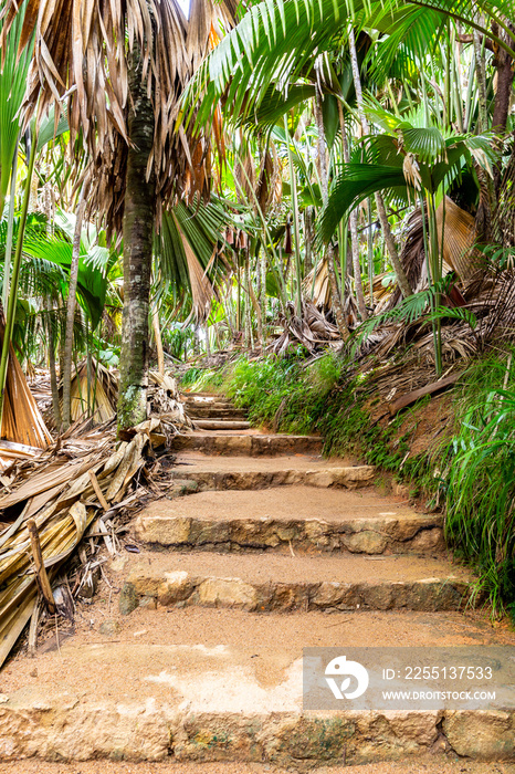 Vallée de Mai Nature Reserve, stone steps trail through ancient rainforest with palm trees and lush tropical endemic vegetation around, Praslin Island, Seychelles.