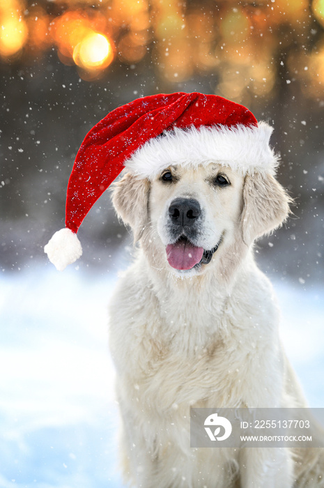 happy golden retriever dog in Santa hat posing for Christmas in winter sunset outdoors