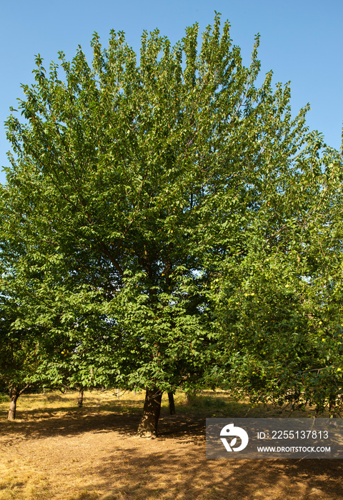 hackberry, prunus padus