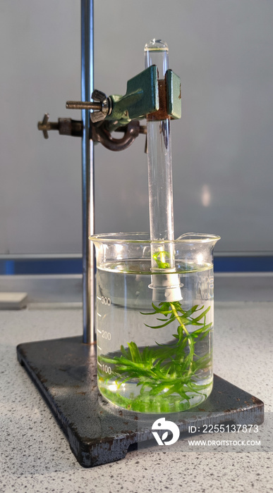 Waterweed in a glass with water. Above it an inverted test tube also filled with water. Oxygen is produced under the influence of light. Biological experiment to demonstrate photosynthesis.