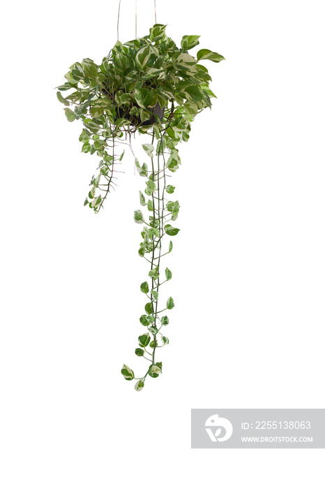 Epipremnum aureum or golden pothos hanging in black plastic pot isolated on white background included clipping path.