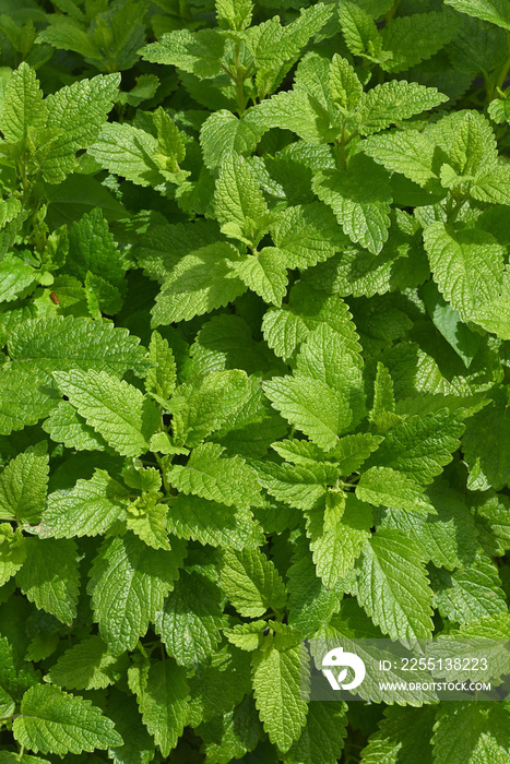 Green lemon balm in the vegetable garden.