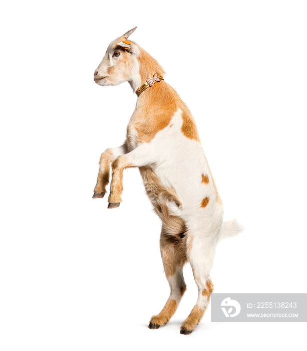 Goat on hind legs in front of white background