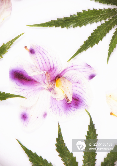 Cannabis leaves and dried pink orquid petals isolated over white