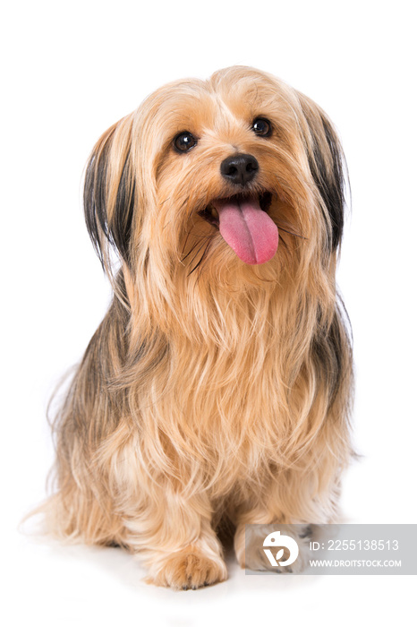 Little cross breed dog isolated on white background