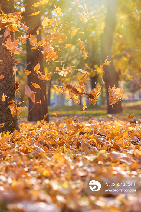 dry bright orange and yellow leaves flying in the air in an autumn park in the rays of the evening sun