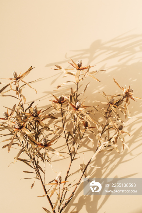 Dry flower branches on pastel beige background. Minimal floral composition.